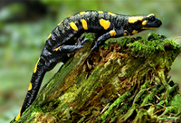 Salamandra škvrnitá